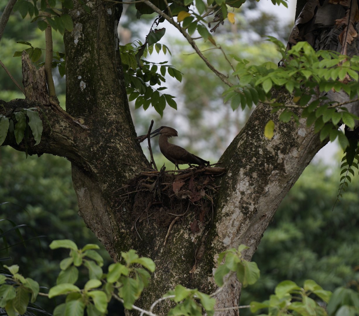 Hamerkop (Scopus umbretta)