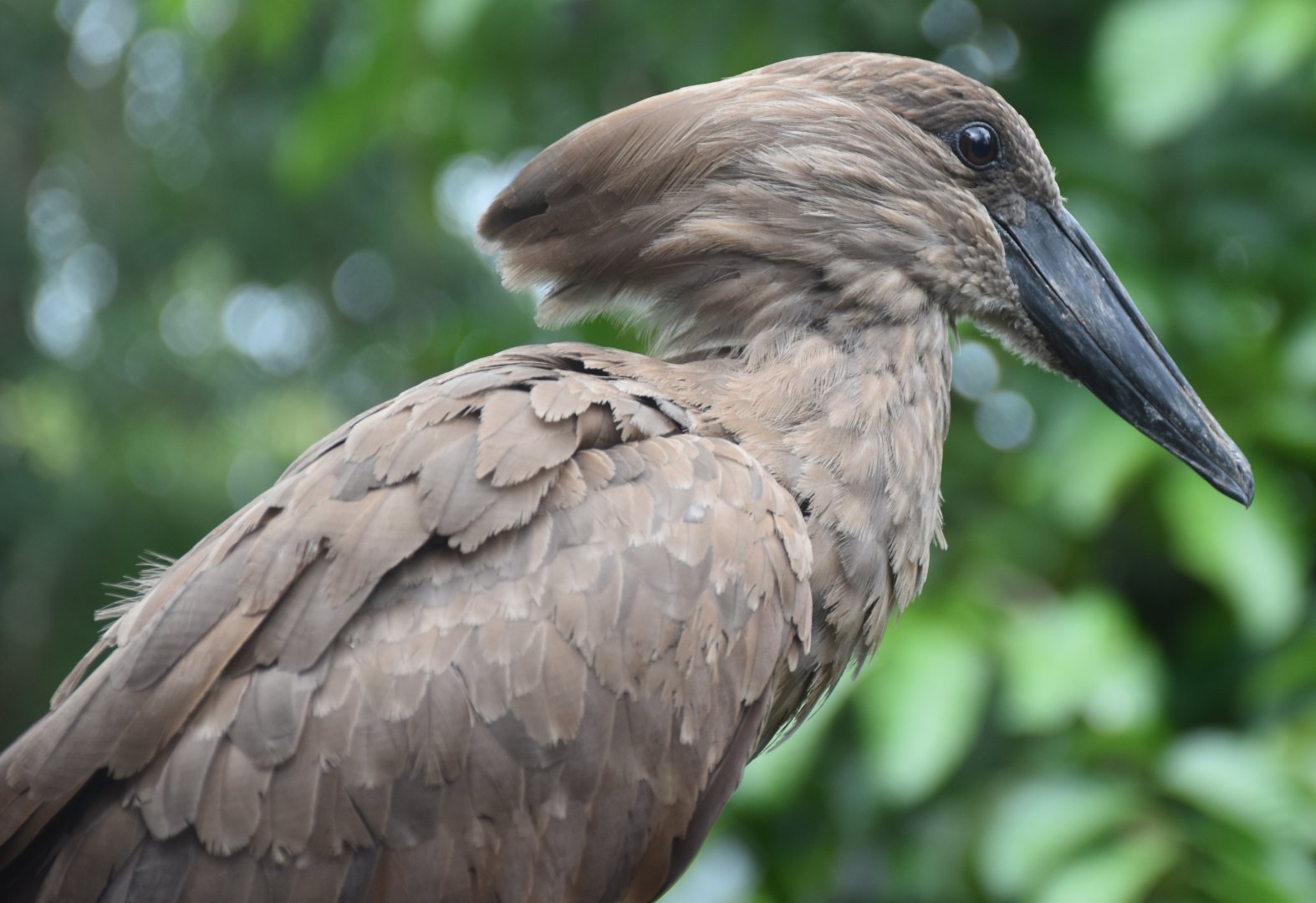 Hamerkop (Scopus umbretta)