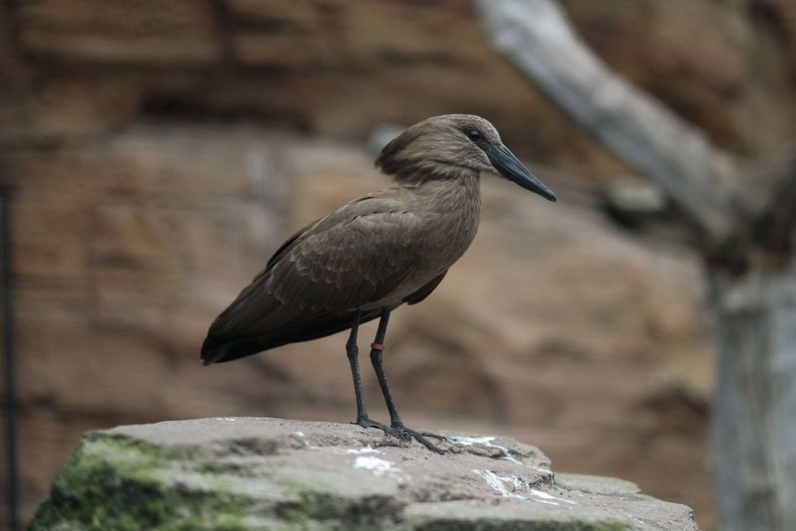 Hamerkop (Scopus umbretta)