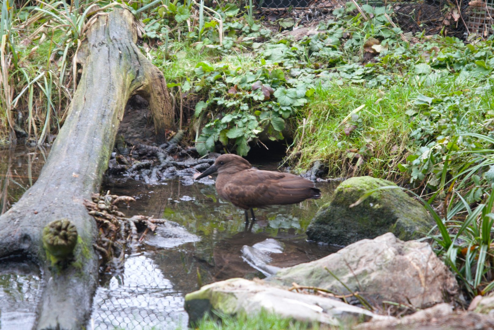 Hamerkop (Scopus umbretta)