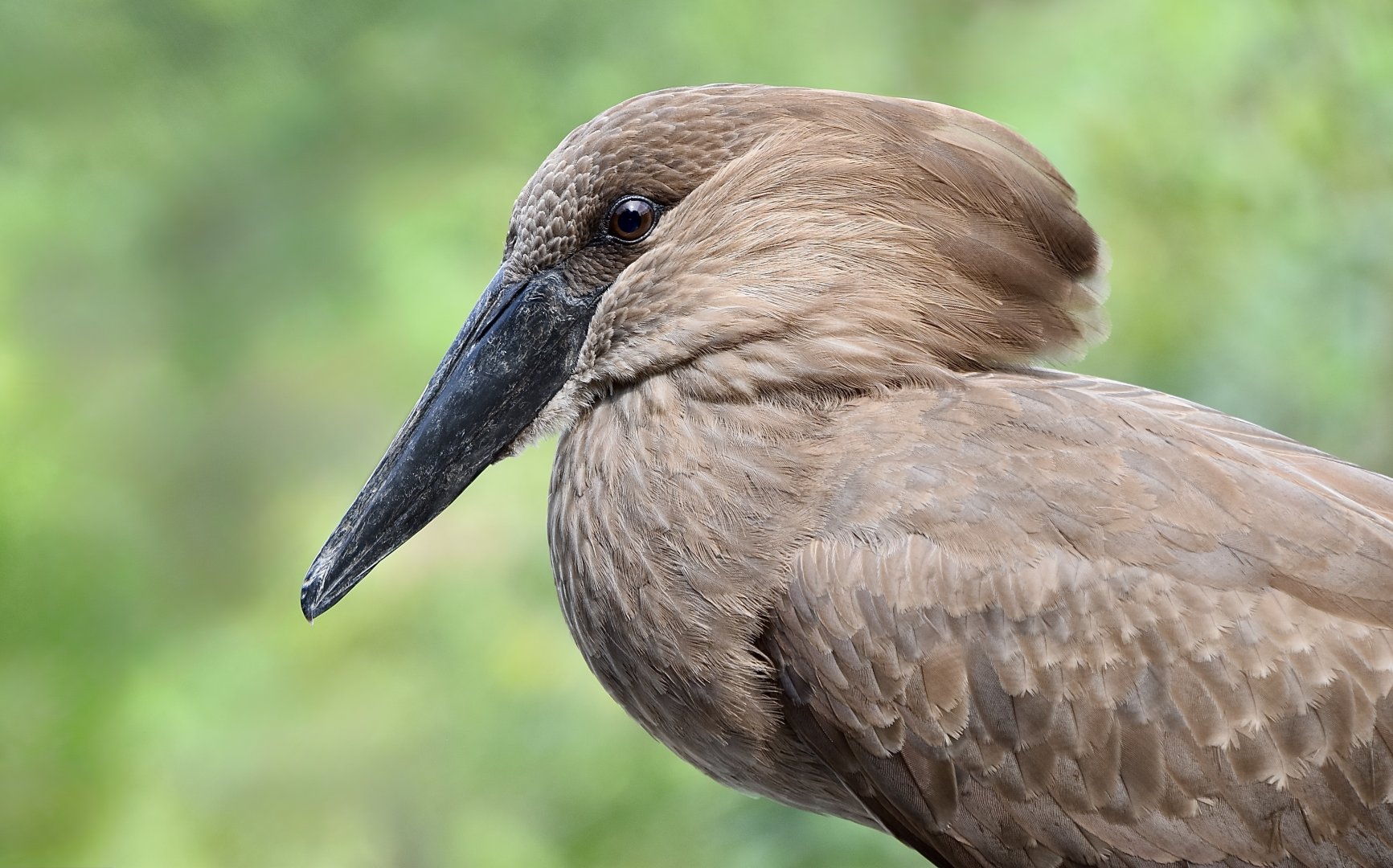 Hamerkop (Scopus umbretta)