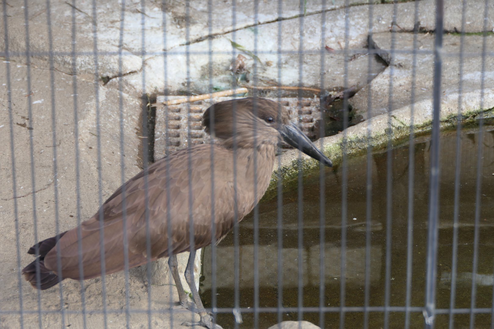 Hamerkop (Scopus umbretta)