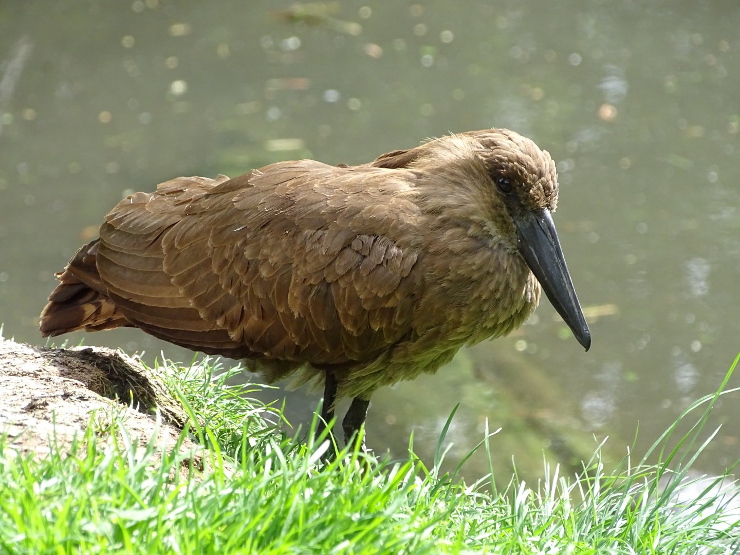 Hamerkop (Scopus umbretta)
