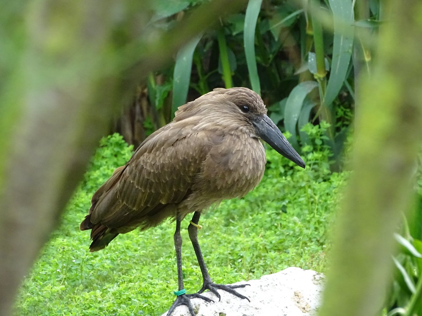 Hamerkop (Scopus umbretta)