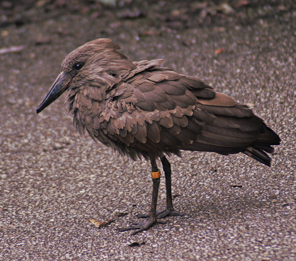 Hamerkop/Umbrette - Marwell Zoological Park 2023