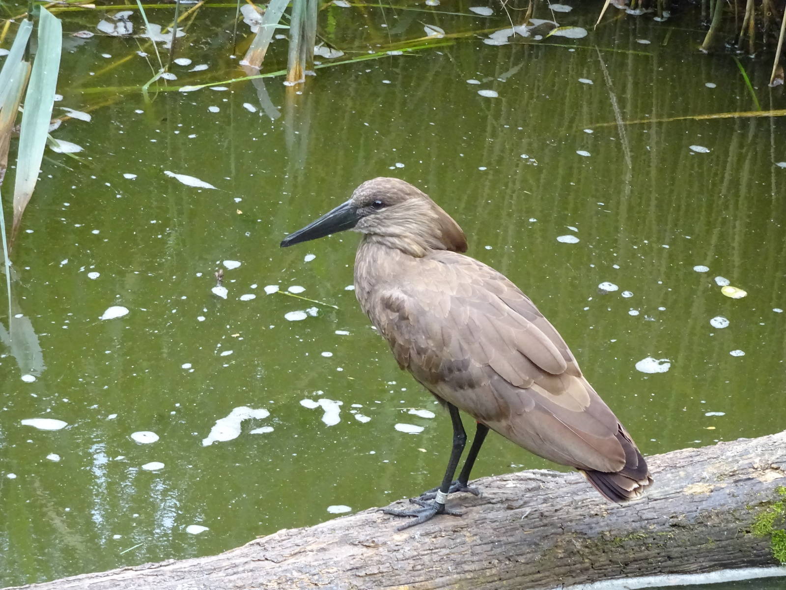 Hamerkop - Walkthrough Aviary 090716