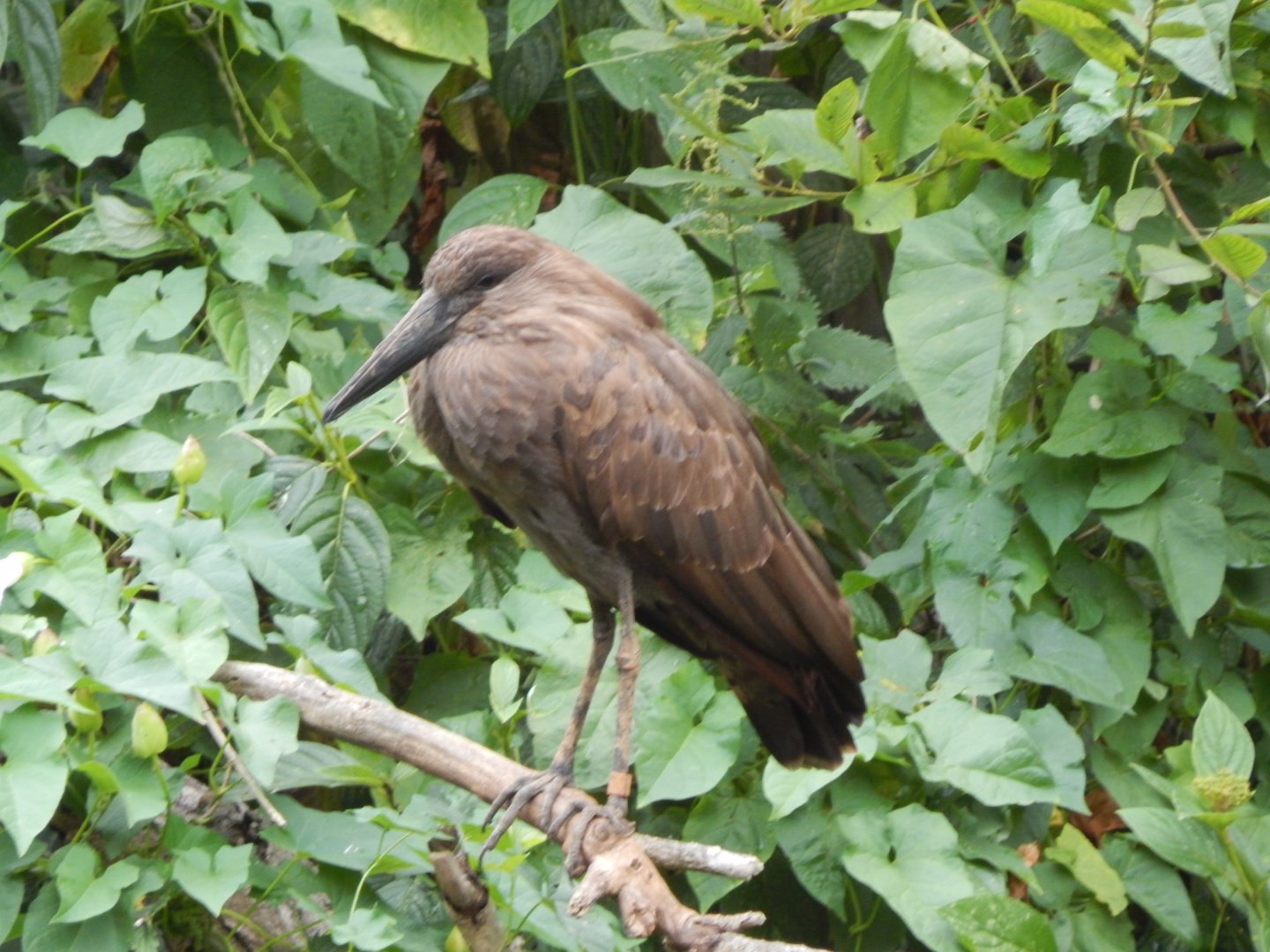 Hamerkop - Walkthrough Aviary in Fur, Feathers & Scales 150725