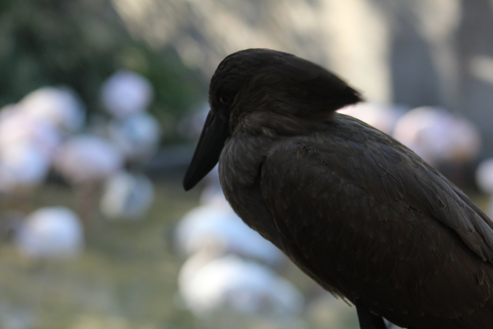Hamerkop - Wild Texas!
