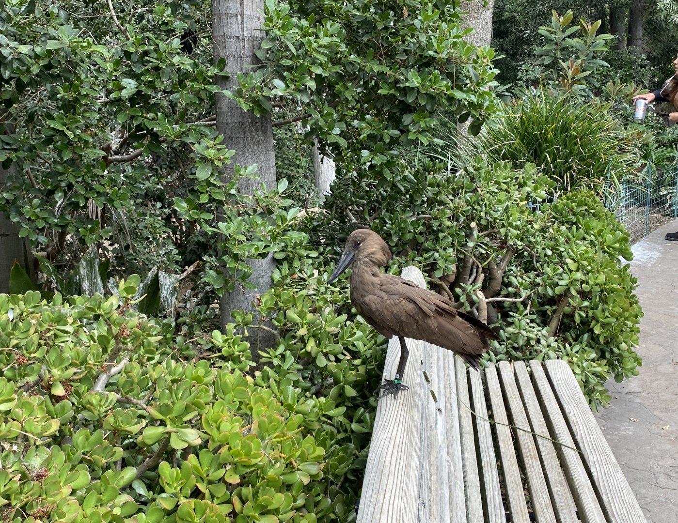 Hamerkop - Wings of the World