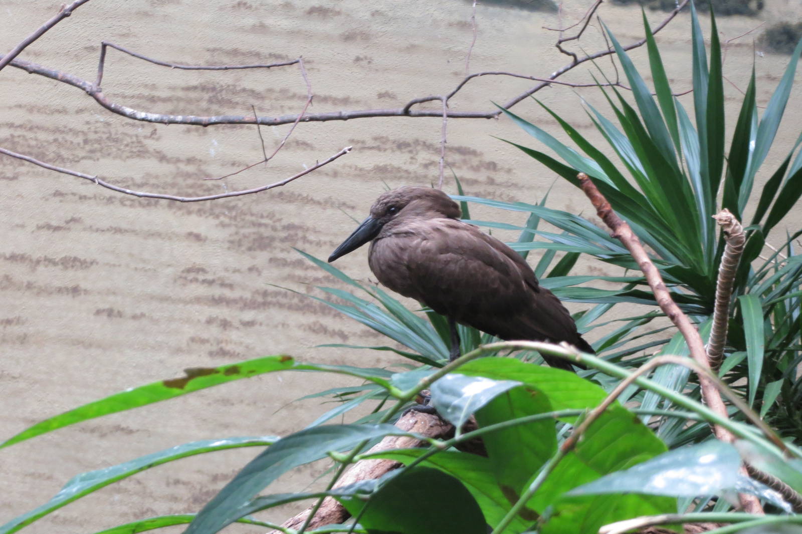 Hamerkop - World of Birds 031215