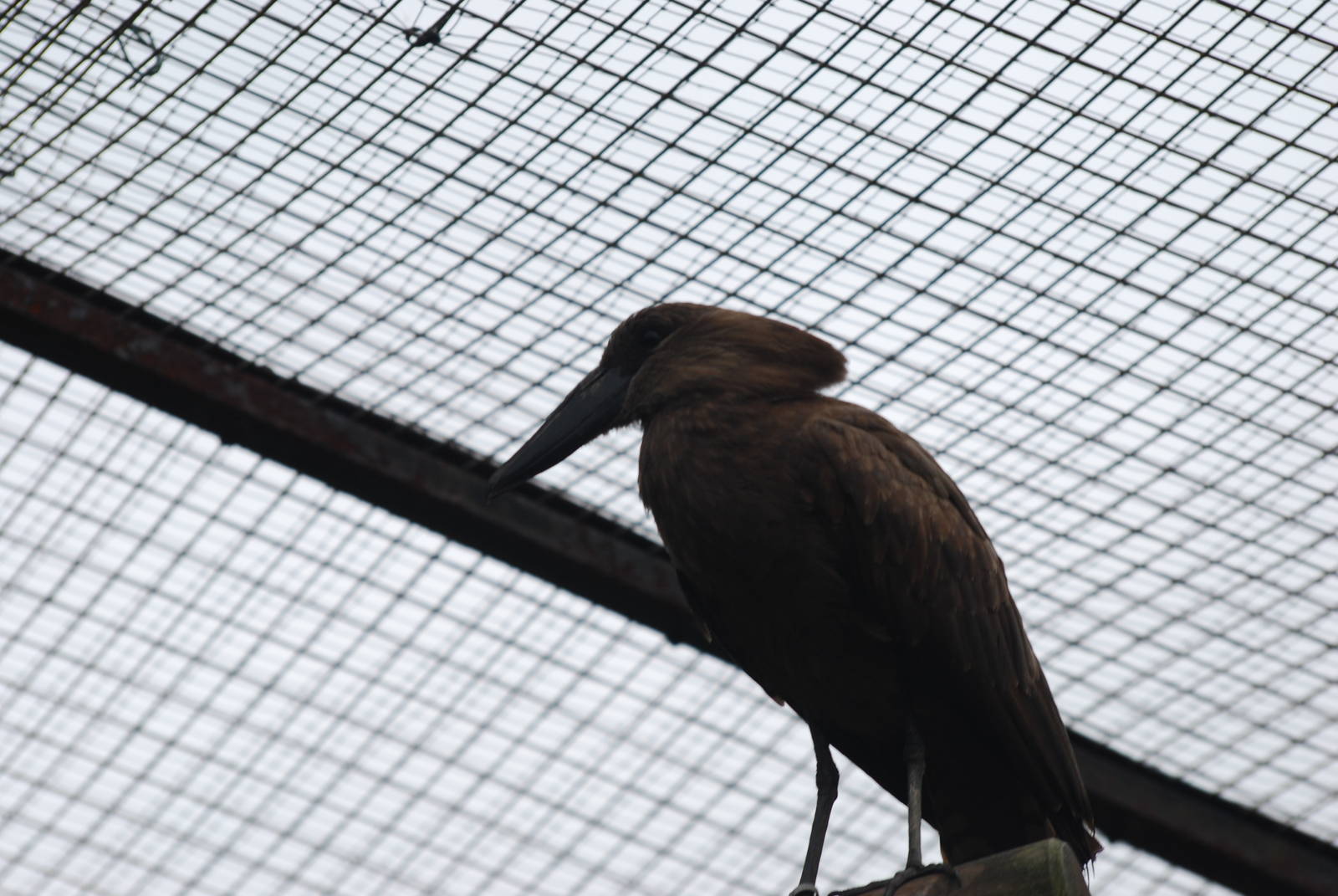 Hamerkop