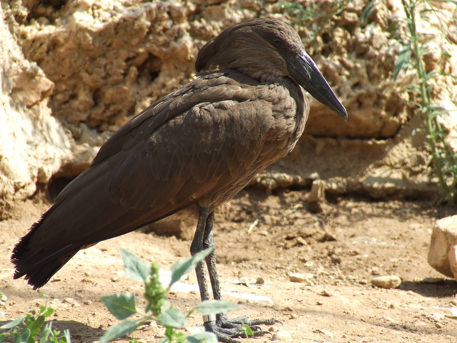 Hamerkop