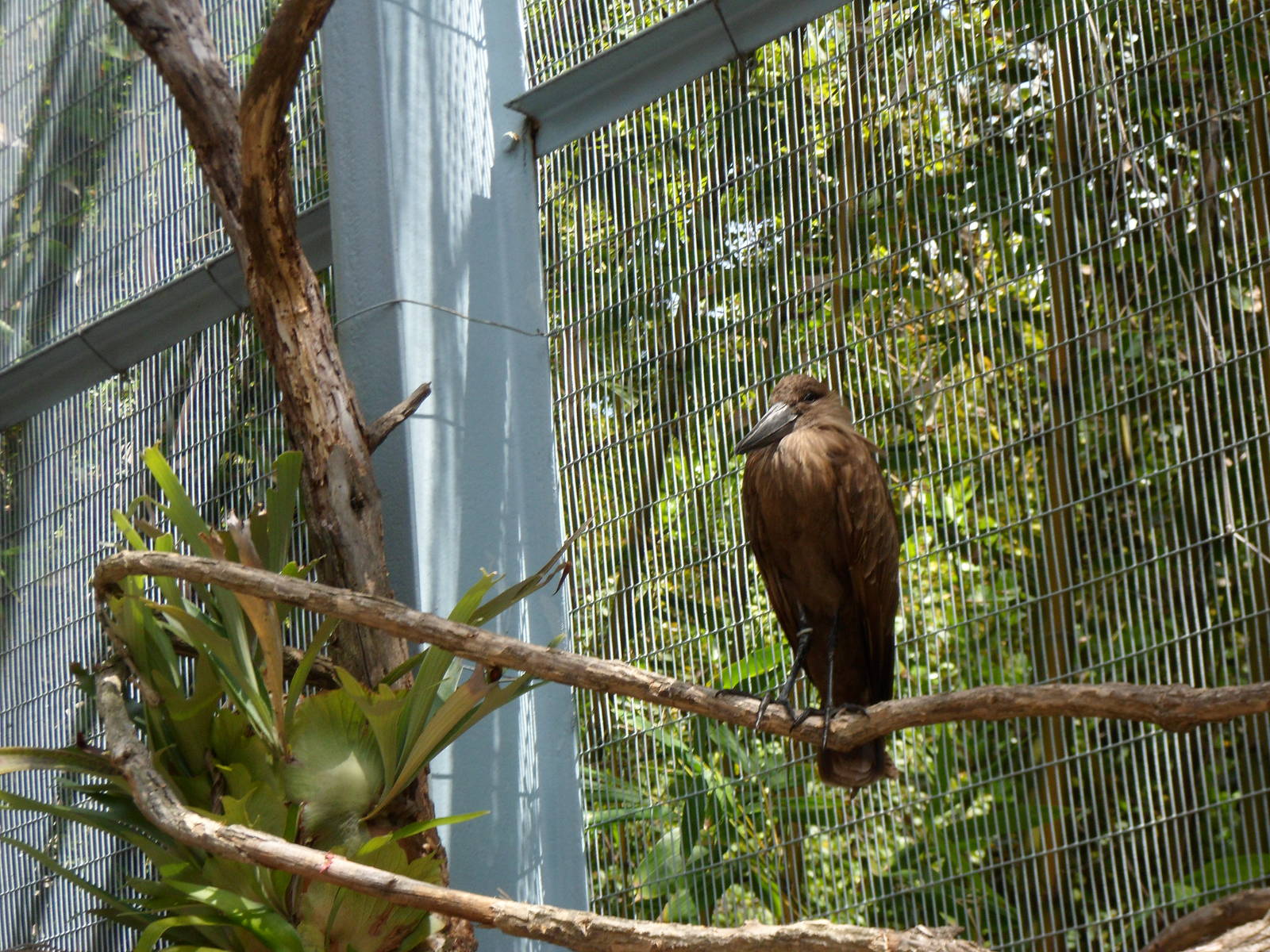 Hamerkop