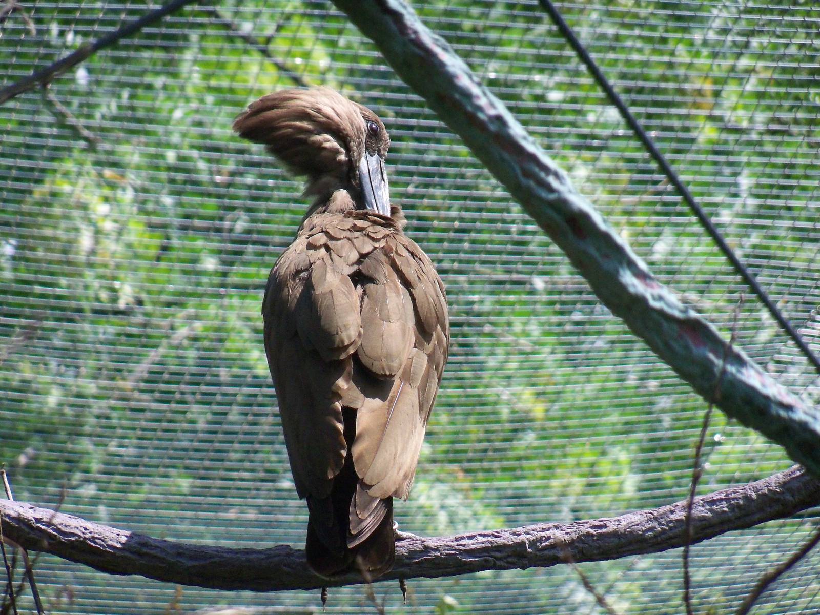 Hamerkop