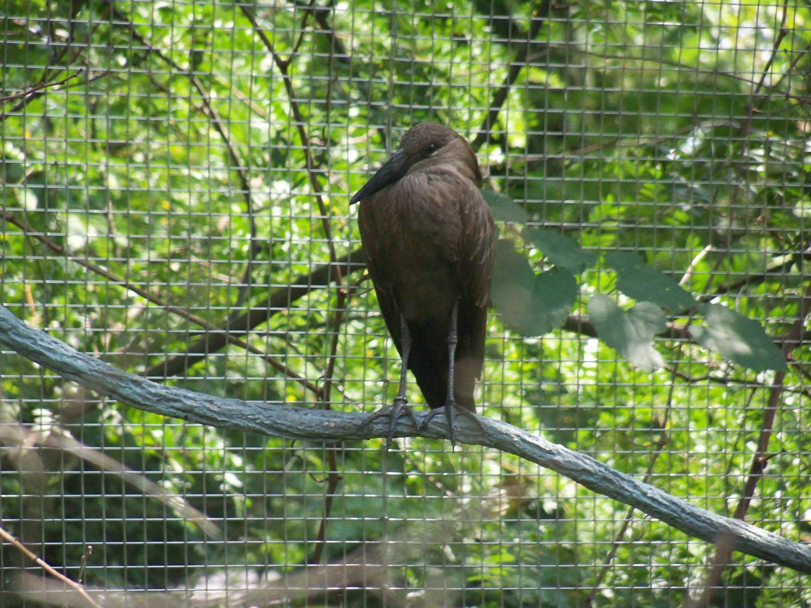 Hamerkop