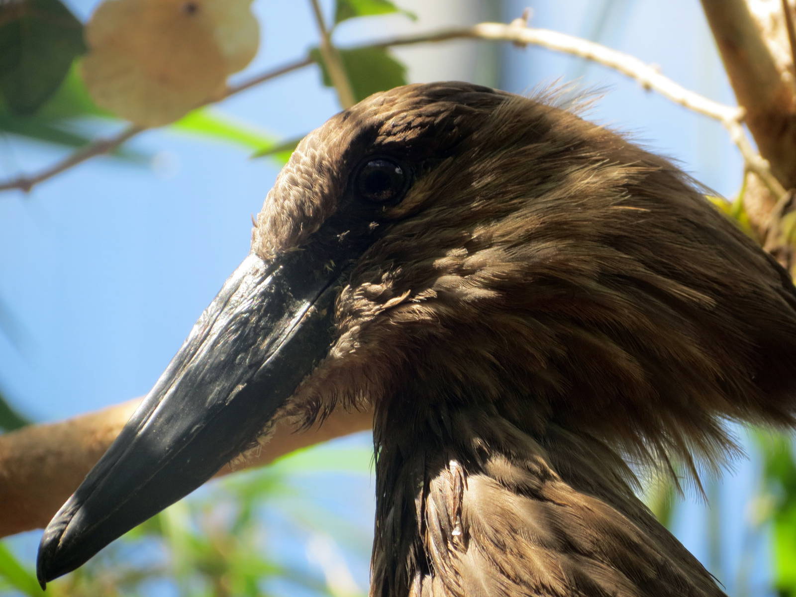 Hamerkop