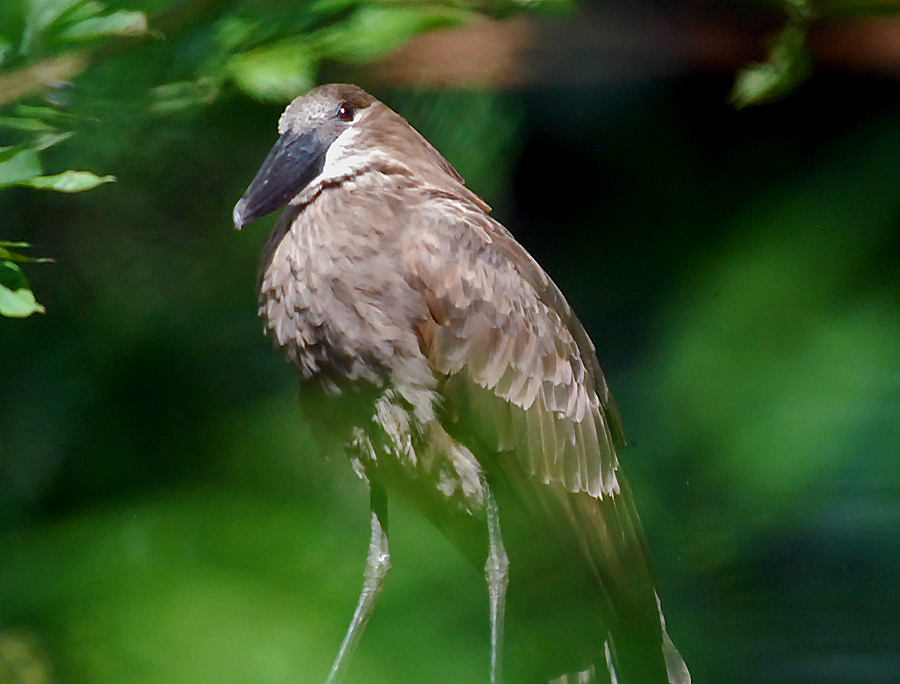 hamerkop