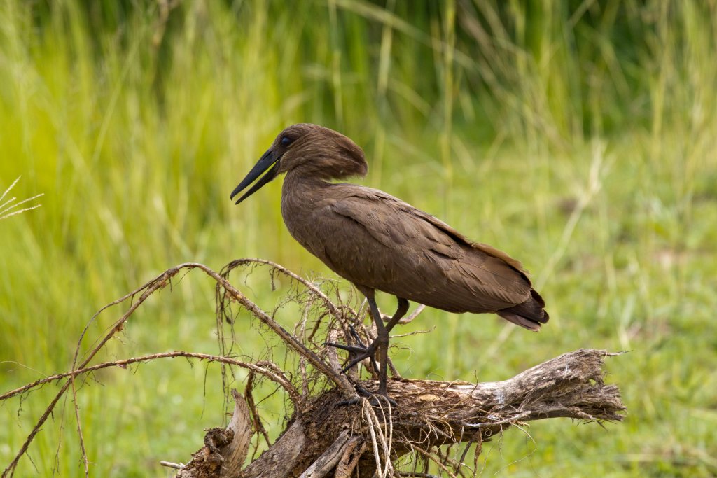 Hamerkop