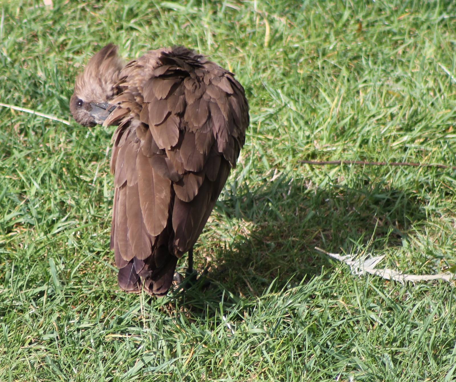 Hamerkop