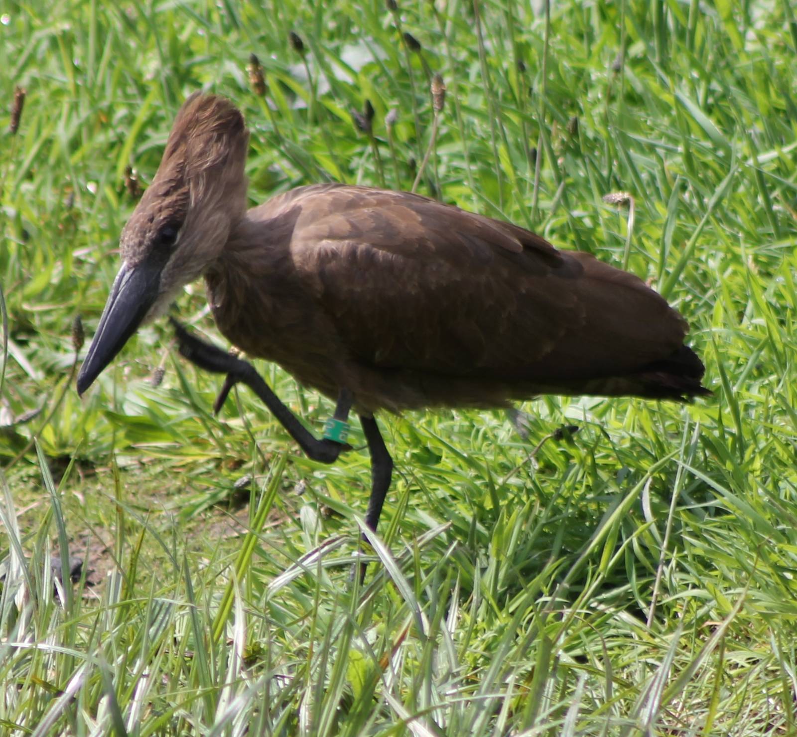 Hamerkop