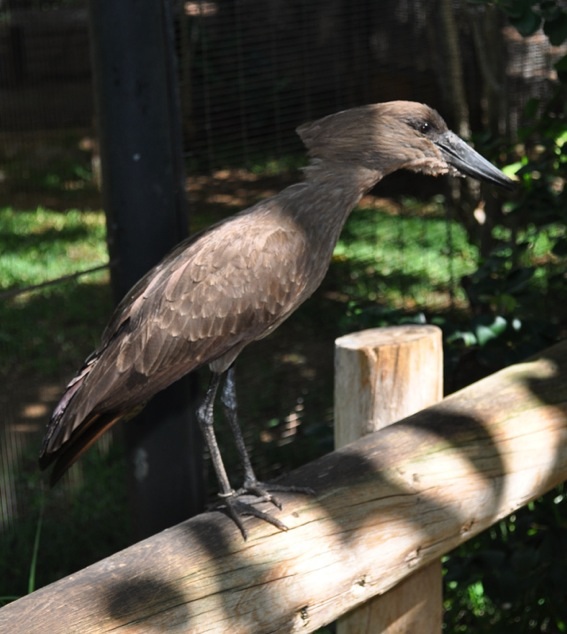 Hamerkop