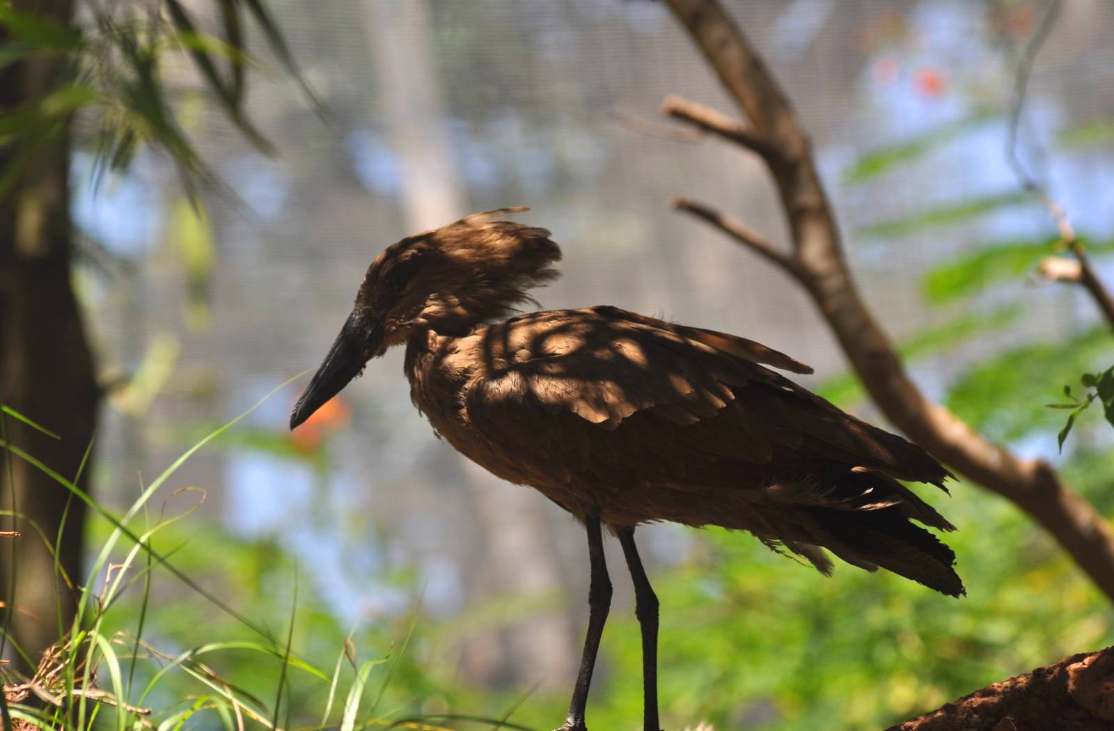 Hamerkop
