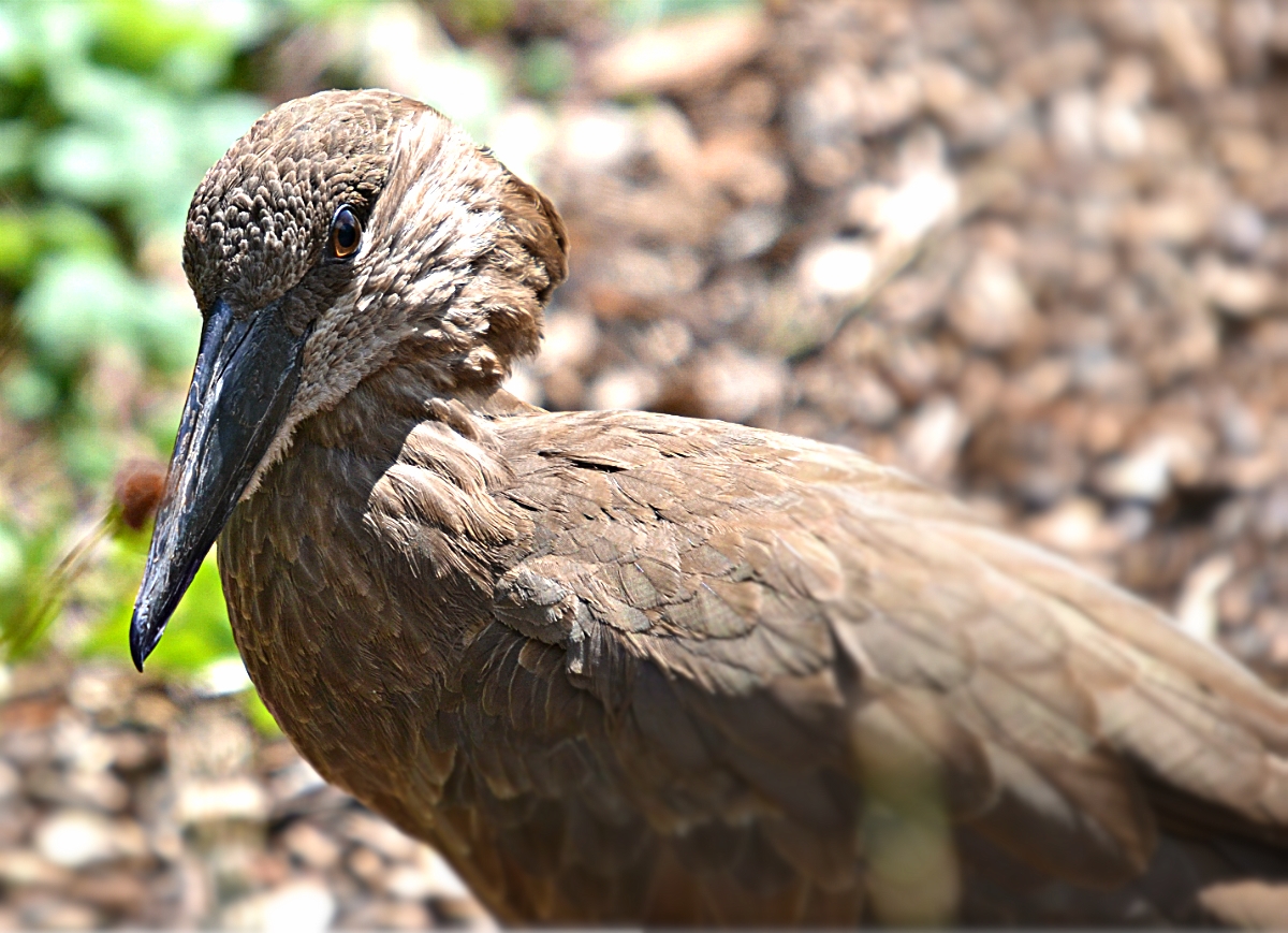 HAMERKOP