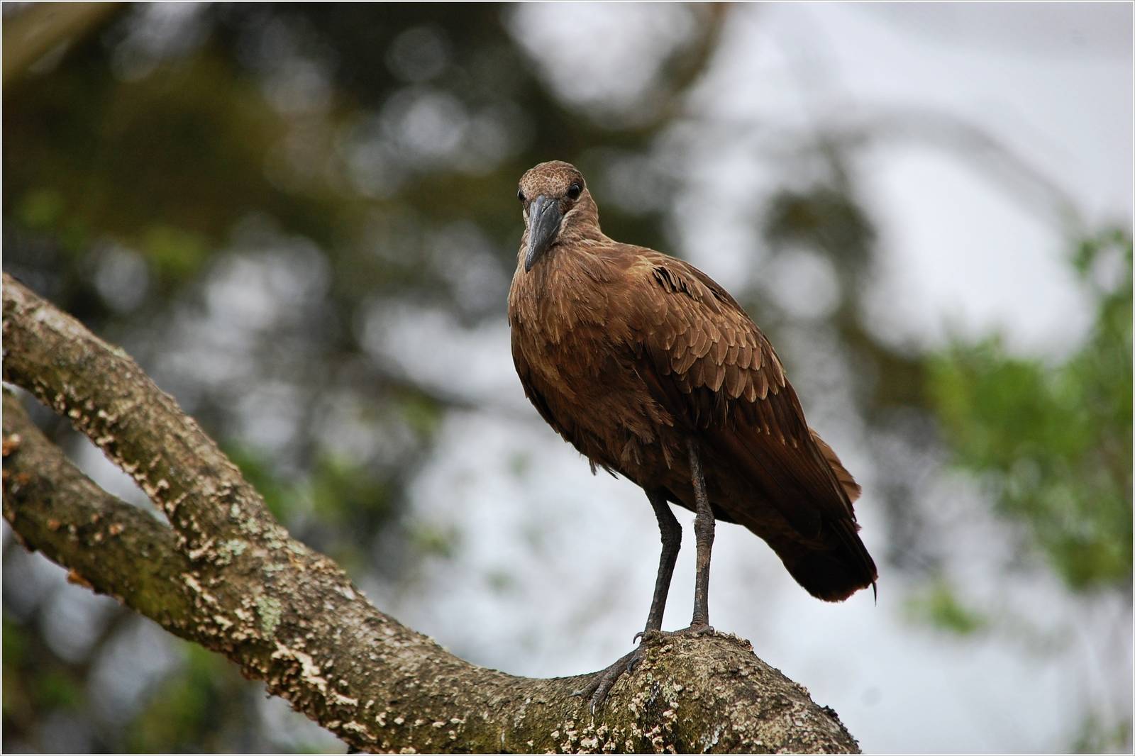 Hamerkop