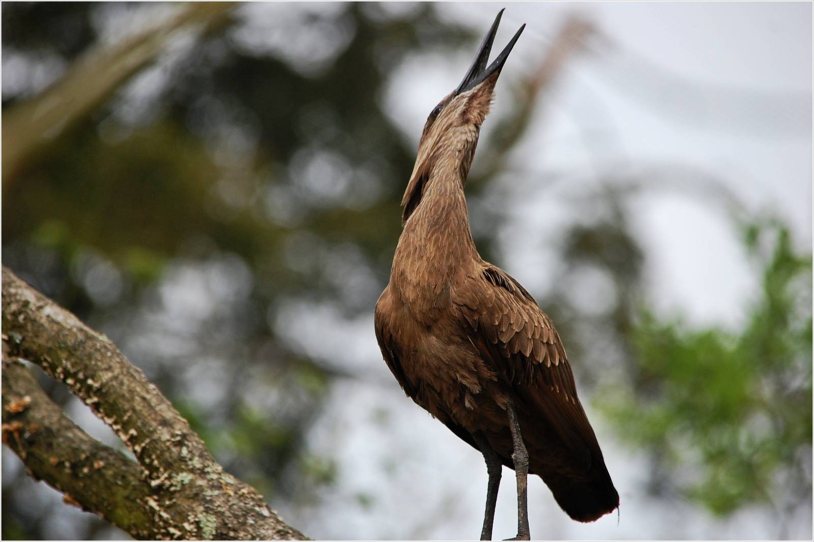 Hamerkop