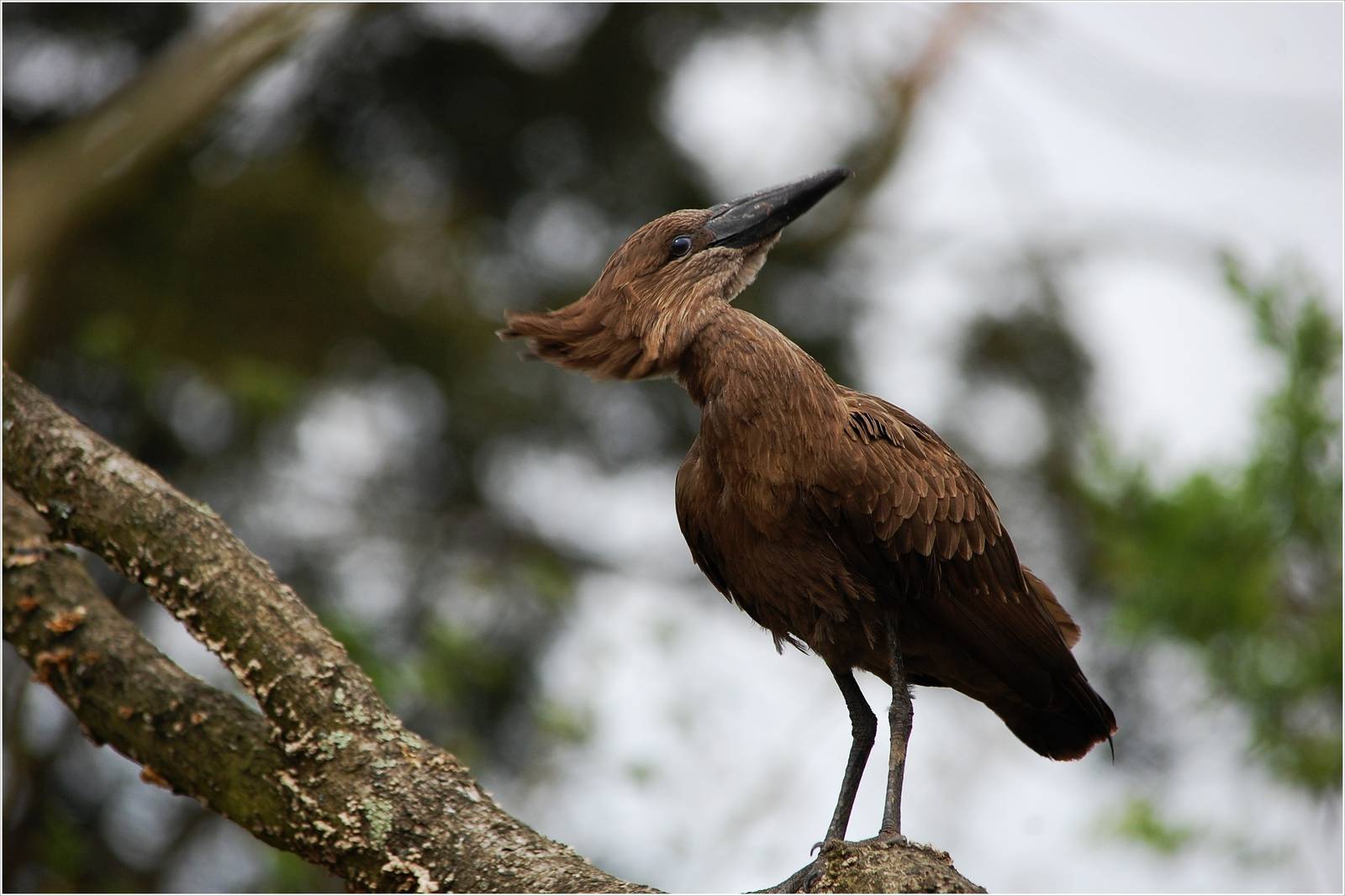 Hamerkop