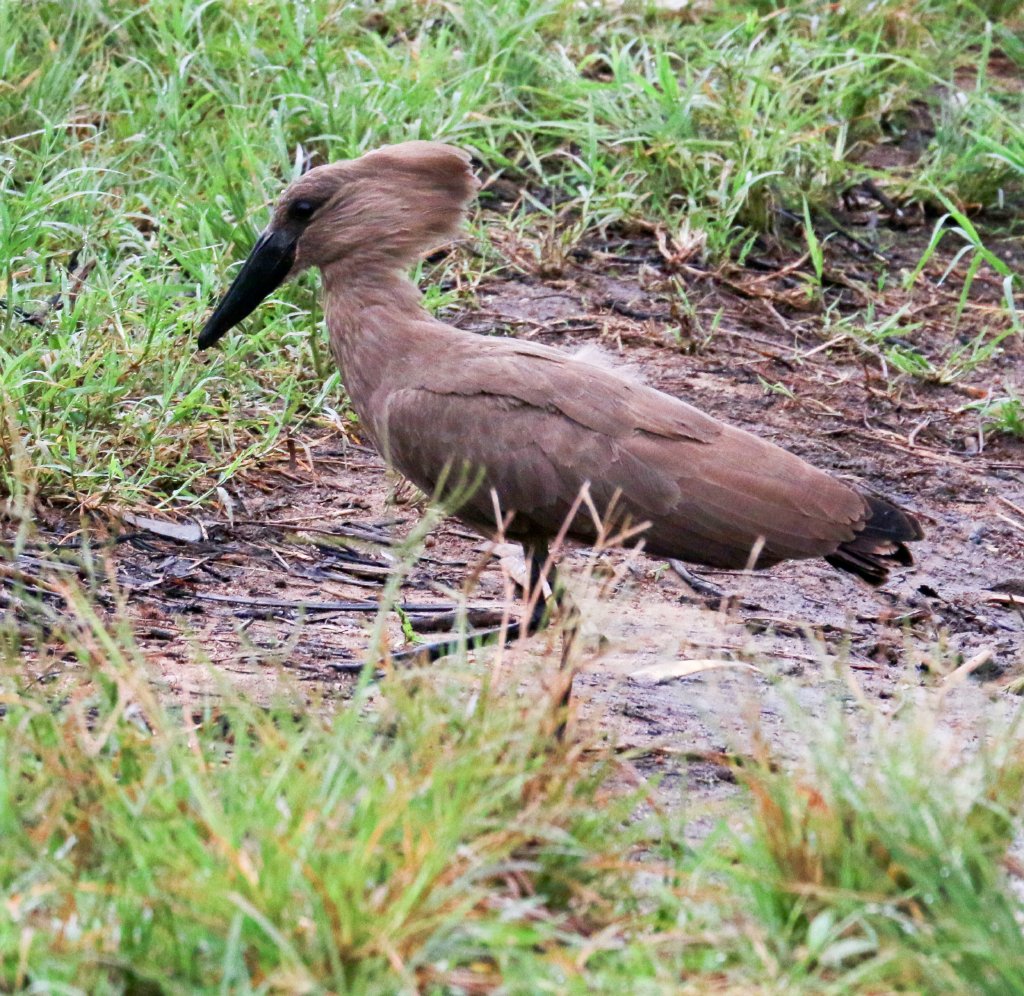 Hamerkop