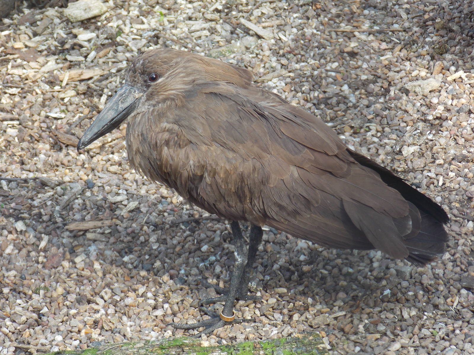 Hamerkop