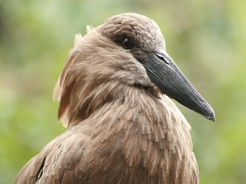Hamerkop