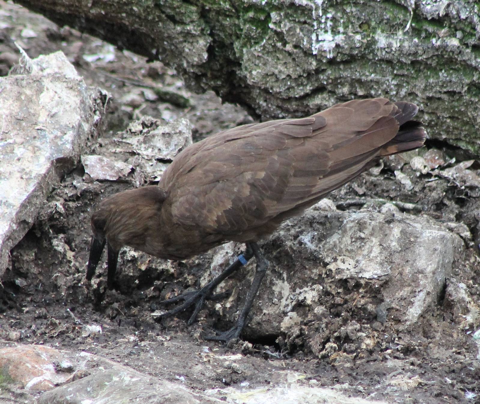 Hamerkop