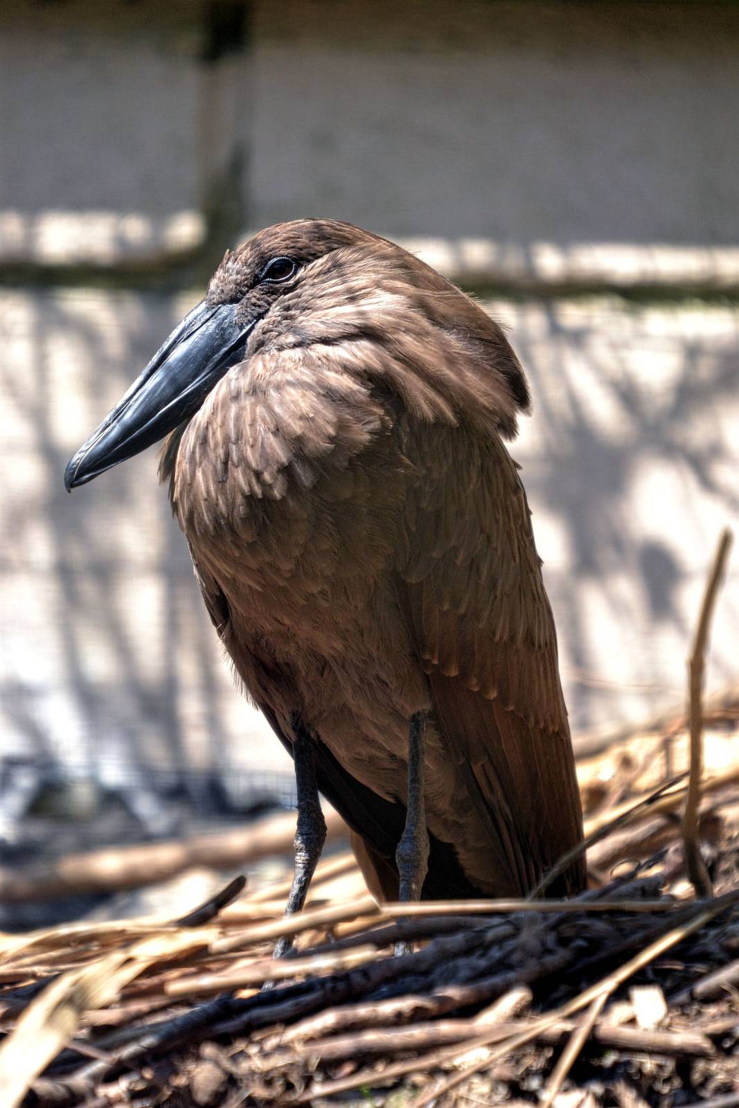 Hamerkop