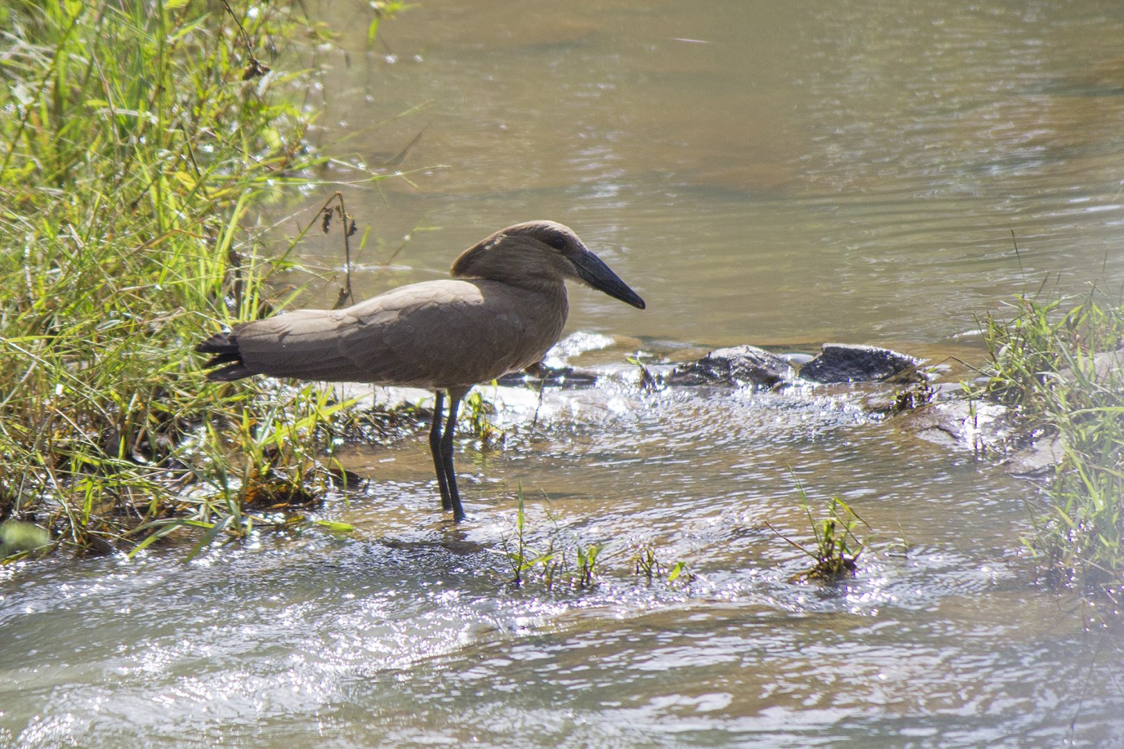 Hamerkop