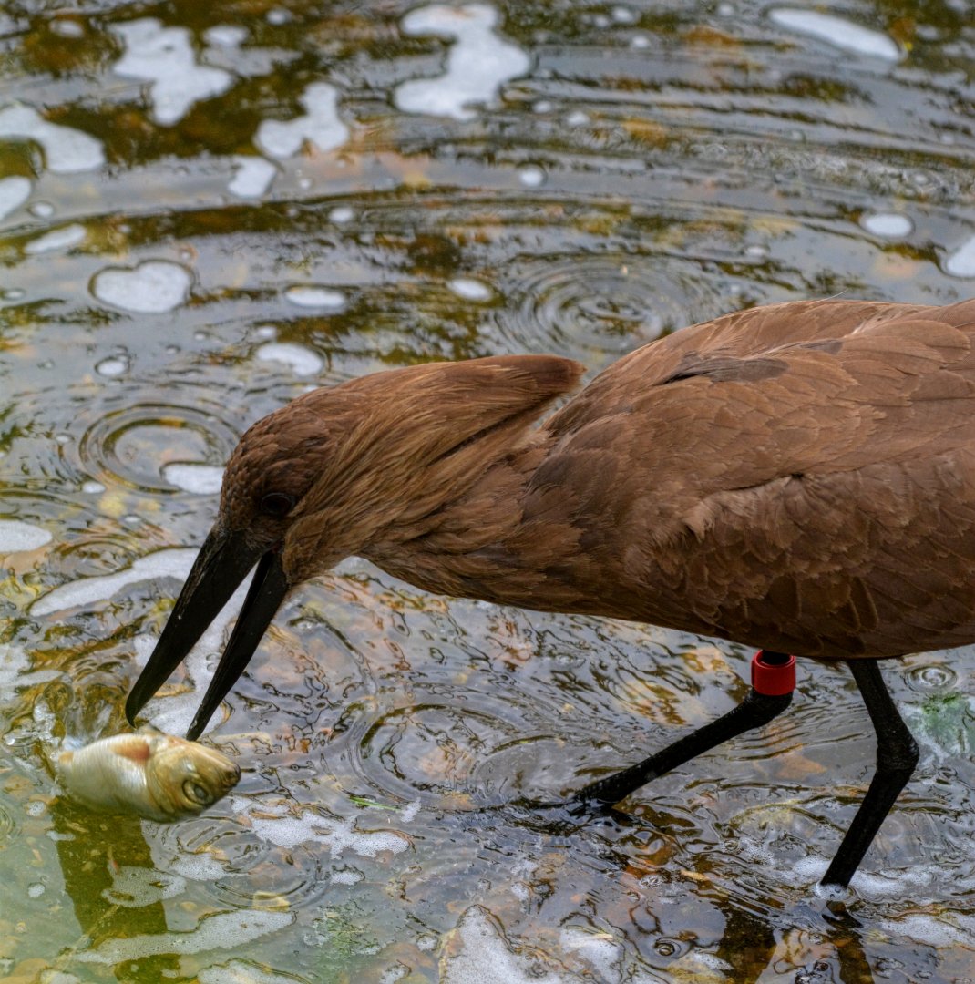 Hamerkop