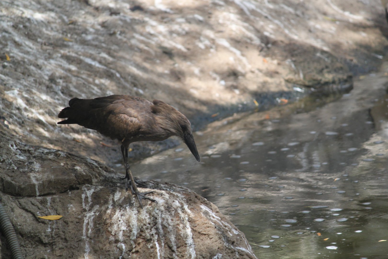 Hamerkop