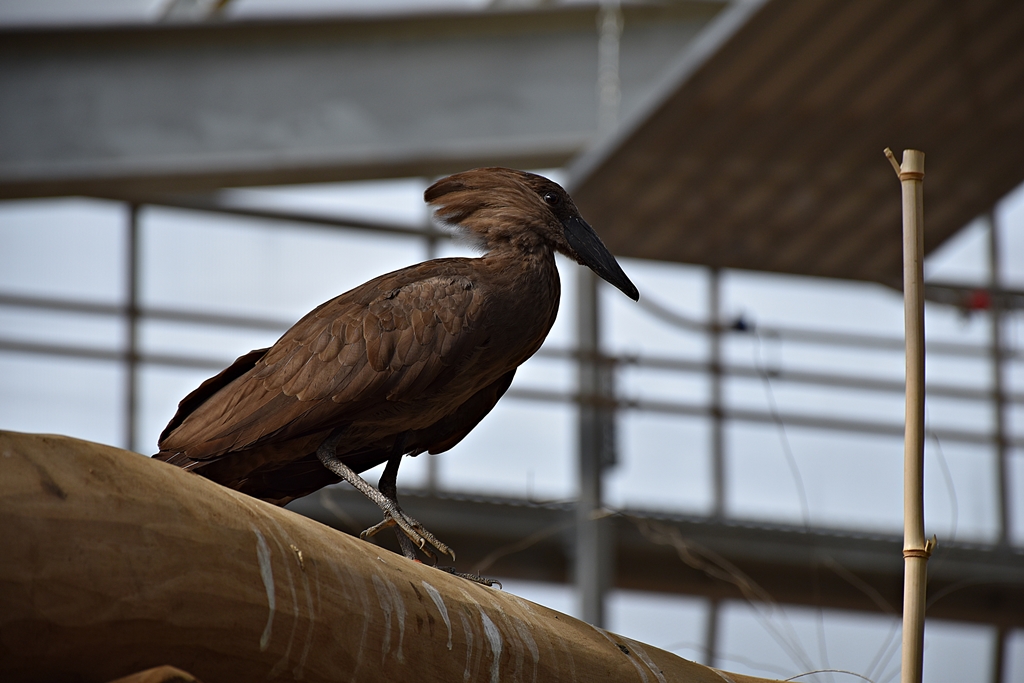 Hamerkop