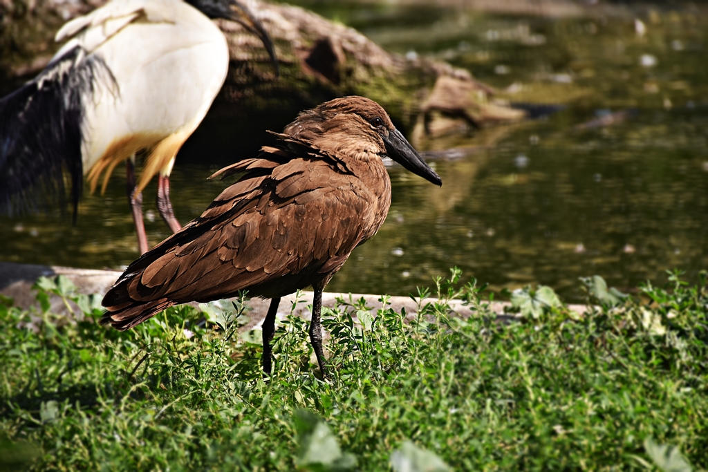 Hamerkop