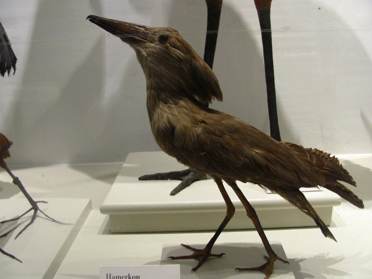 Hamerkop