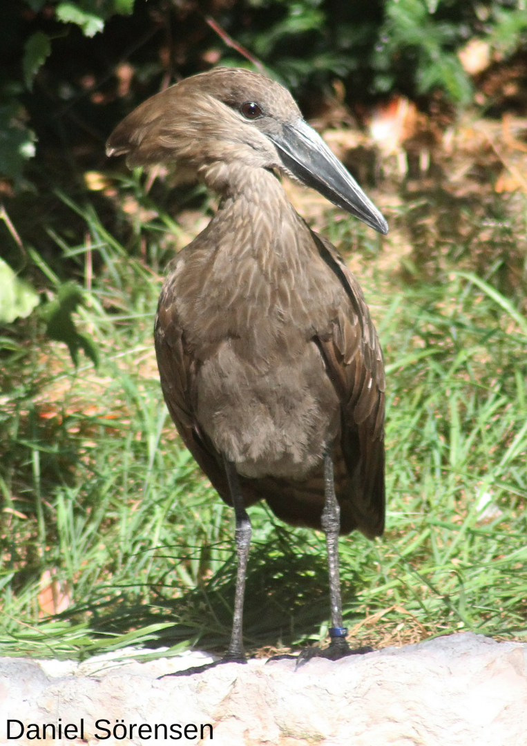 Hamerkop