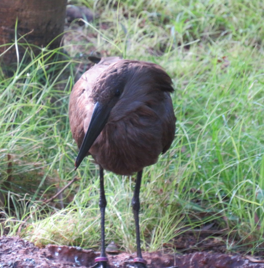 Hamerkop