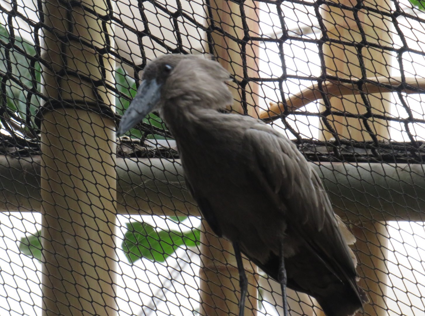 Hamerkop