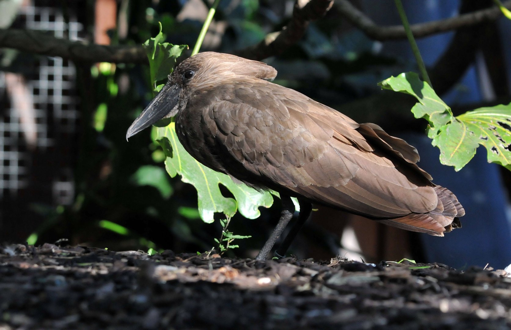 Hamerkop