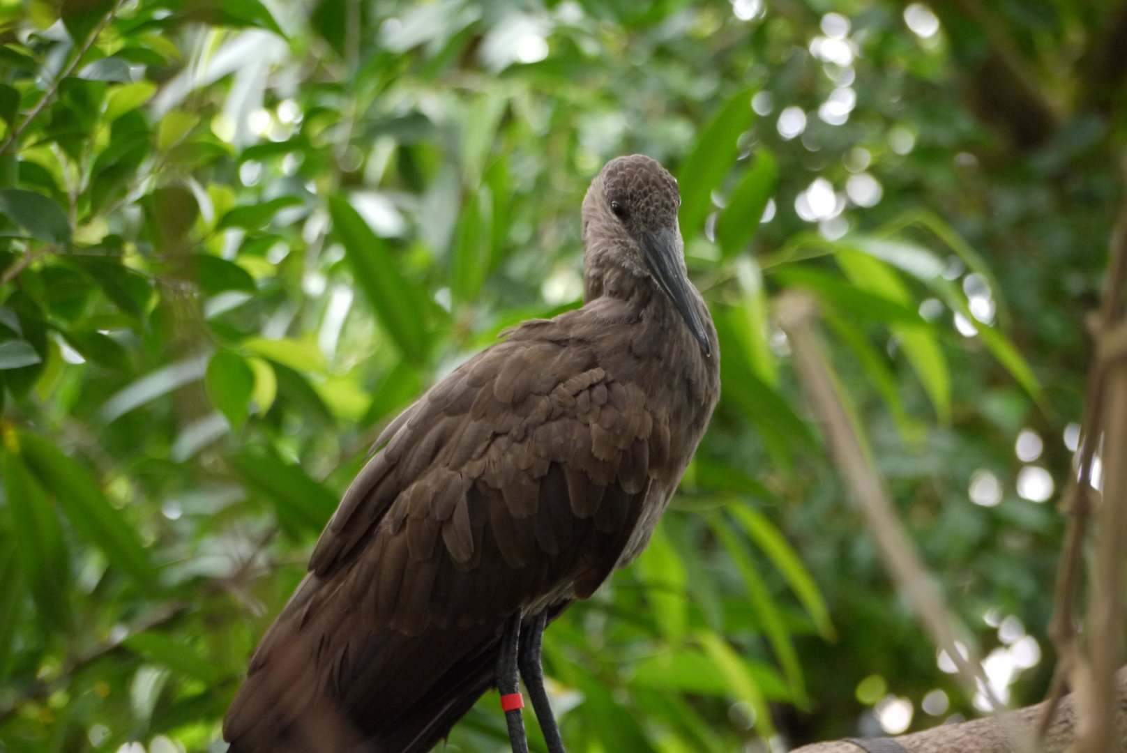 Hamerkop