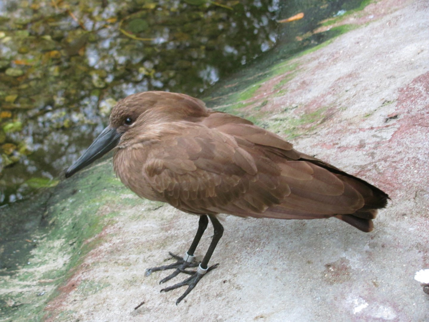 Hamerkop
