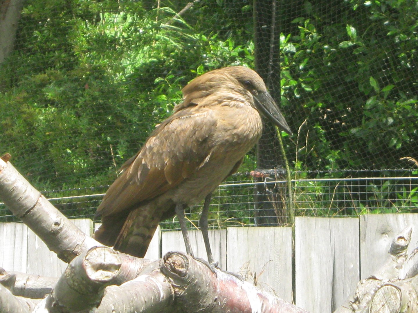 Hamerkop