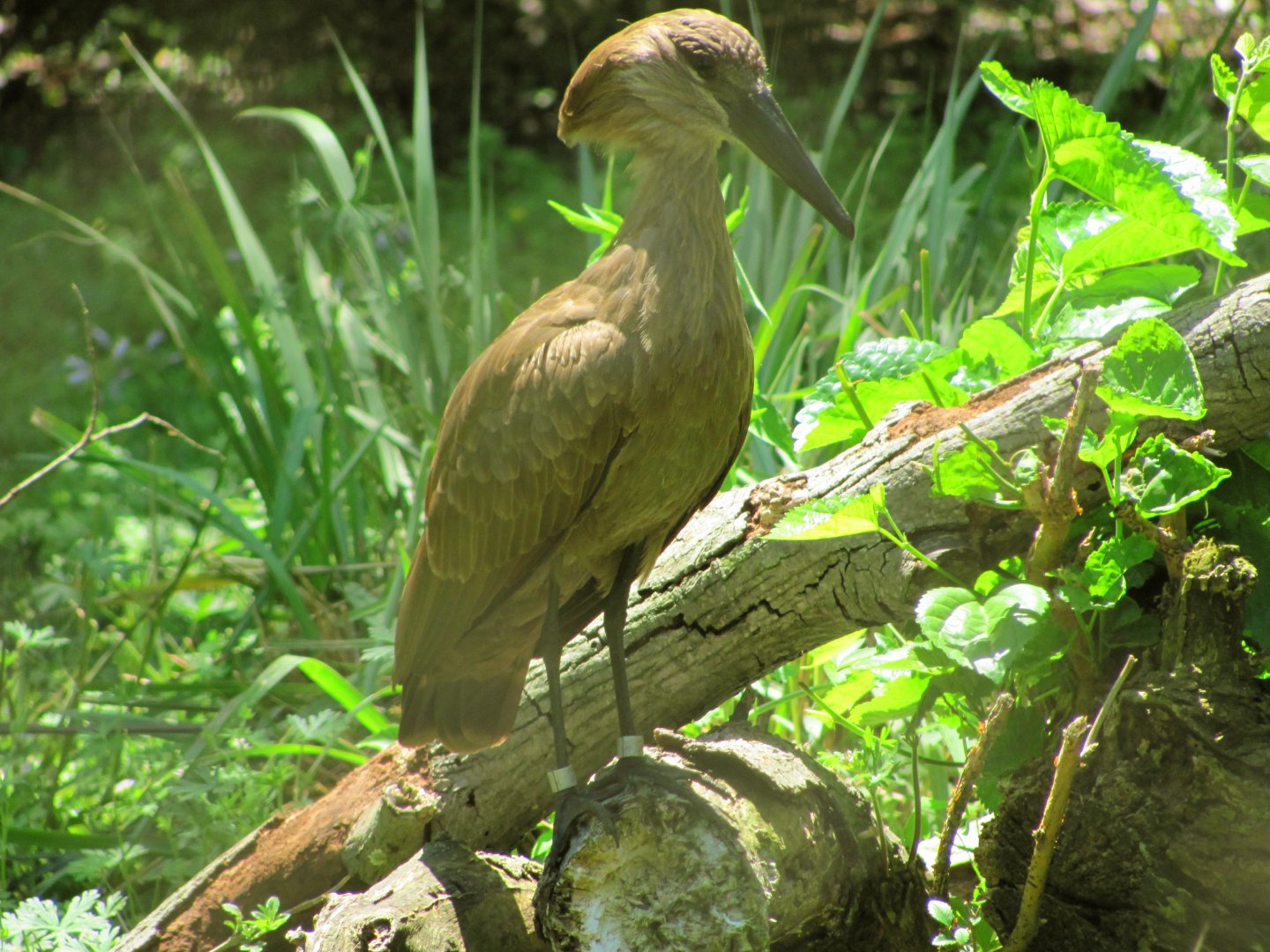 Hamerkop