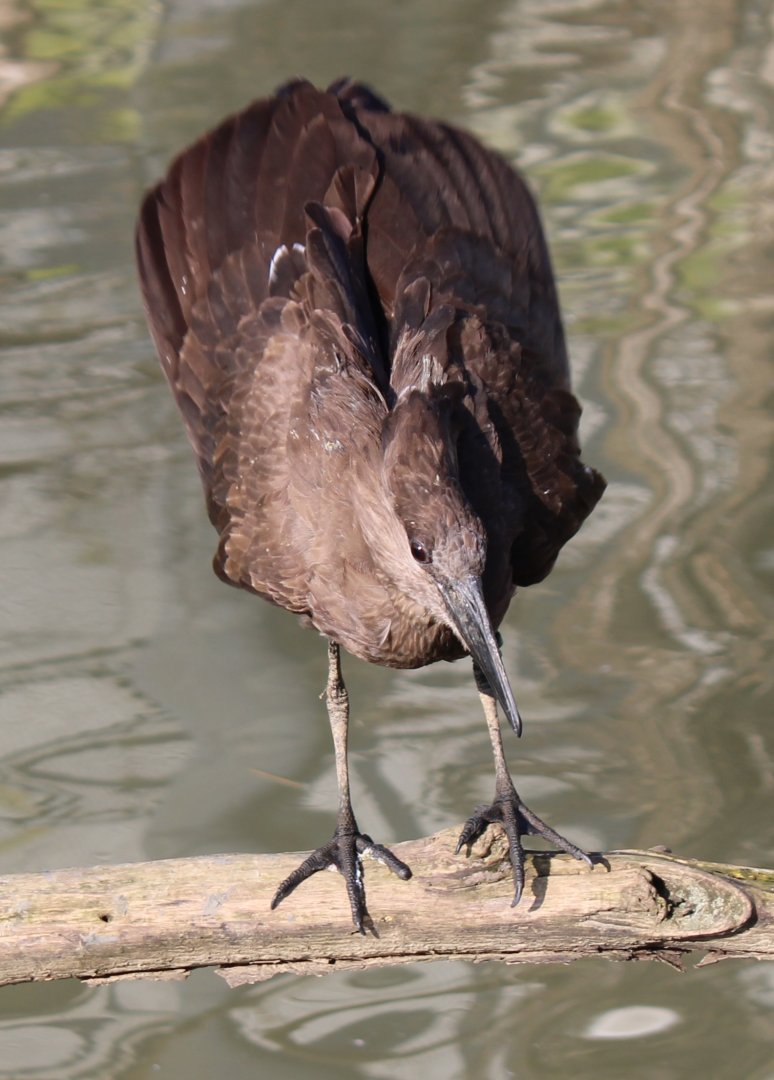 Hamerkop